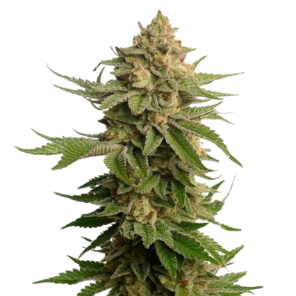 AK47