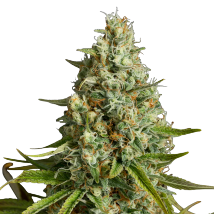 Amnesia Lemon