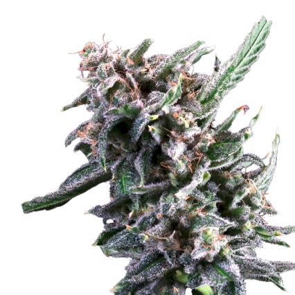 Banana Cream Sundae