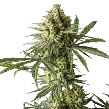Big Buddha Cheese