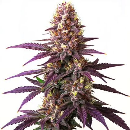Blueberry