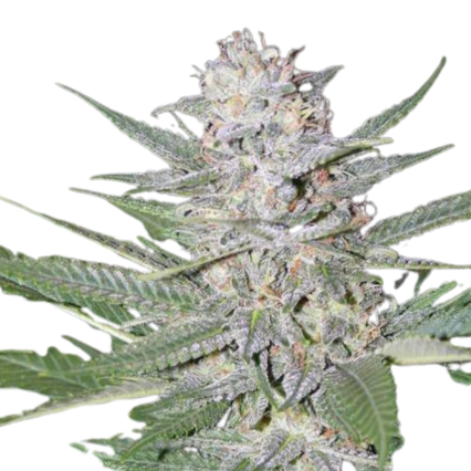 Blueberry Hash Plant