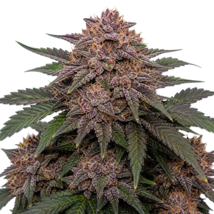 Blueberry Muffin