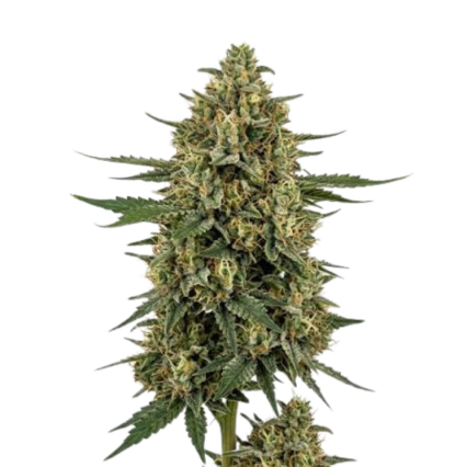Diesel Dawg