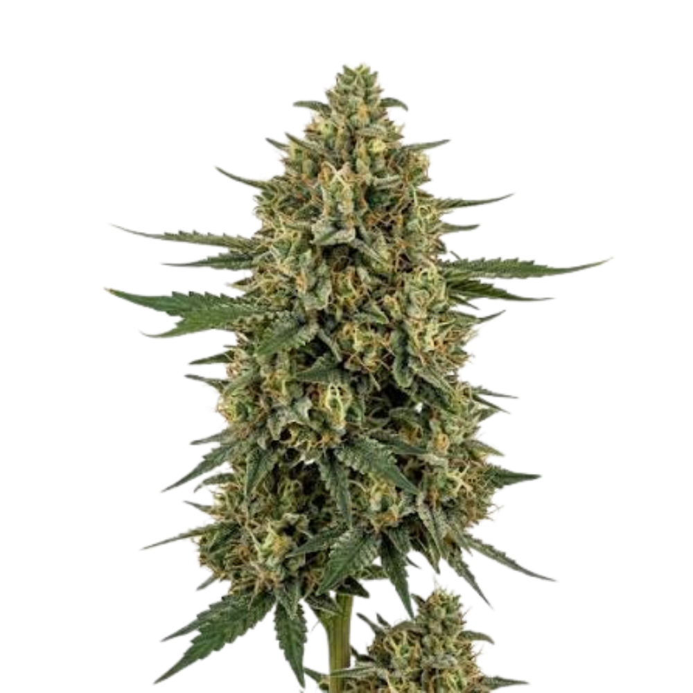 Diesel Dawg
