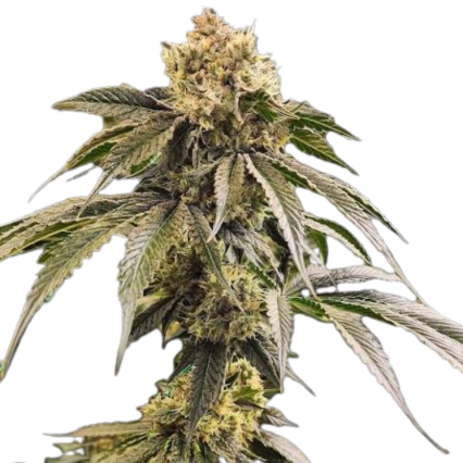 Dirty Banana