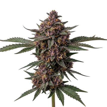 Forbidden Zkittlez