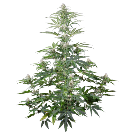 Girl Scout Cookies