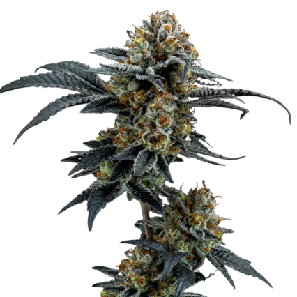 Gorilla Cookies