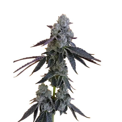 Grape Rock Candy BX1 C