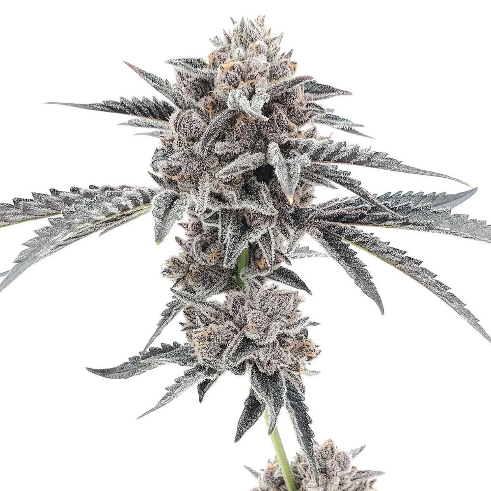 Slurricane #7