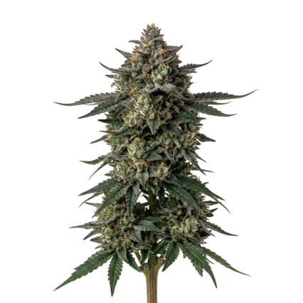 Somango