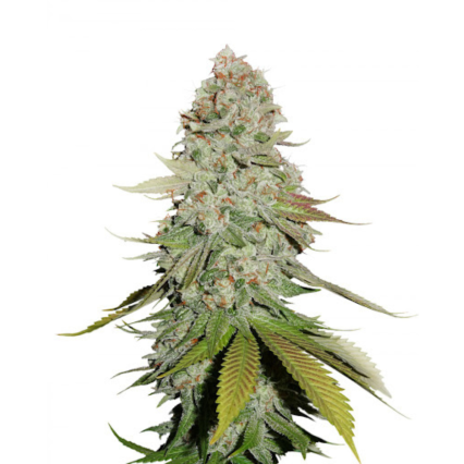 Sticky Glue