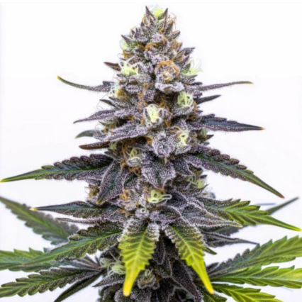 Super Sour Runtz